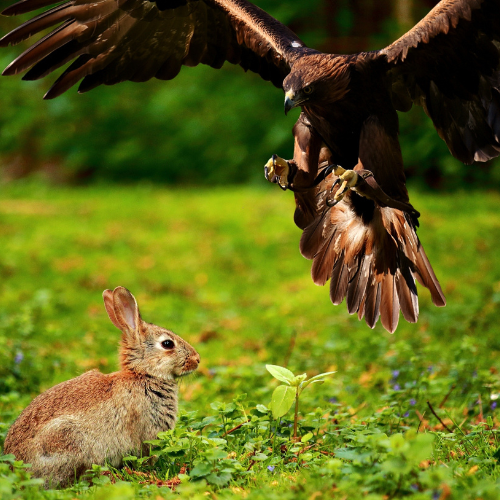 Eagle and Rabbit